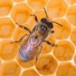 Как начать пчеловодческий бизнес