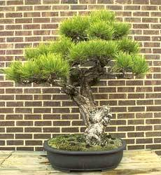 Искусство бонсаи в картинках