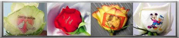 Технология нанесения изображений и надписей на лепестки цветов.