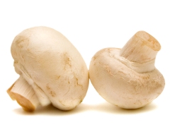 Как научиться выращивать шампиньоны в домашних условиях