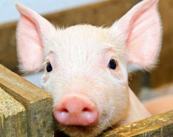 Свиноводство как бизнес