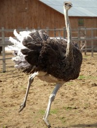 Идея для бизнеса - разведение страусов