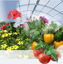 Тепличный бизнес