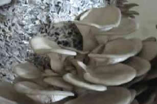 Выращивание грибов вешенка - реальный и вполне доступный бизнес