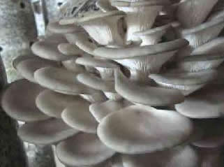 Грибы вешенки